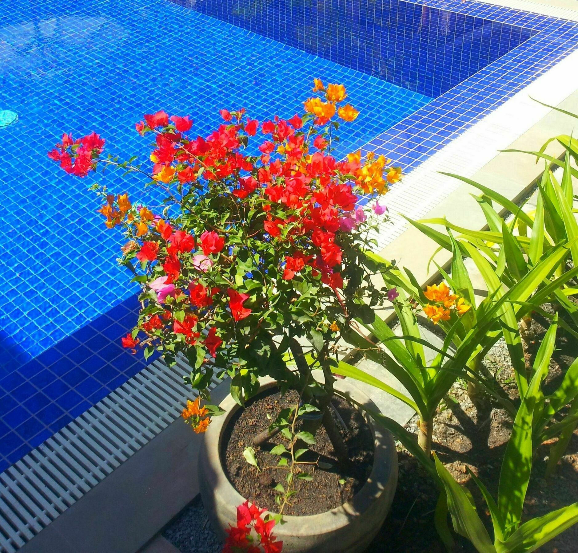Sweet Mango Villa Siem Reap Exteriör bild